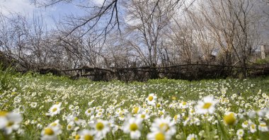 Daisies start to bloom with the arrival of spring in Tunceli, Türkiye, March 26, 2024. (AA Photo)