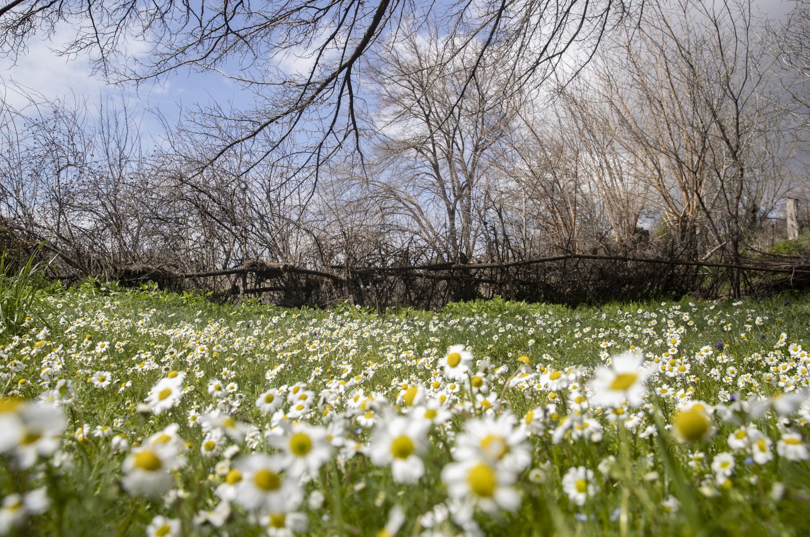 Daisies start to bloom with the arrival of spring in Tunceli, Türkiye, March 26, 2024. (AA Photo)