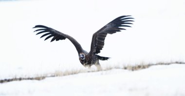 A black vulture getting ready to fly at a mountainous area in Sarıkamış, Kars, eastern Türkiye, March 27, 2024. (AA Photo)