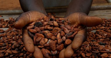 A farmer holds cocoa beans while he is drying them at a village in Sinfra, Ivory Coast, April 29, 2023. (Reuters Photo)