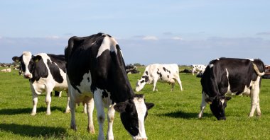 Texan farming authorities tackle unprecedented bird flu outbreaks in Texas and Kansas dairy farms. (Shutterstock Photo)