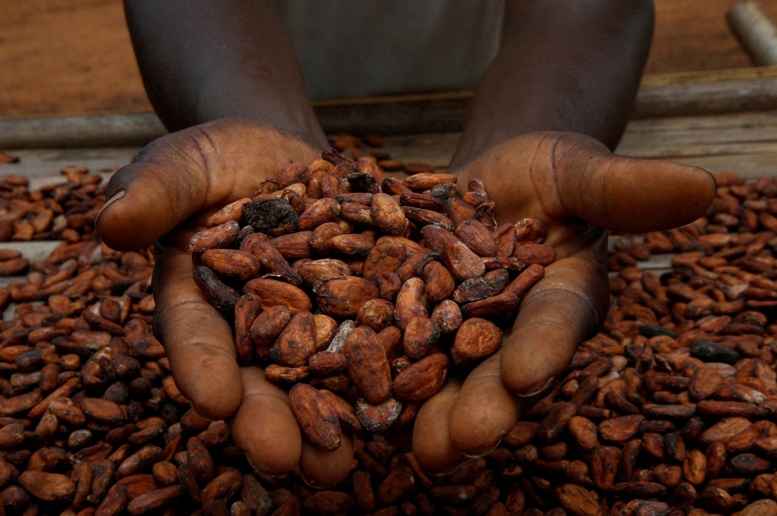 A farmer holds cocoa beans while he is drying them at a village in Sinfra, Ivory Coast, April 29, 2023. (Reuters Photo)