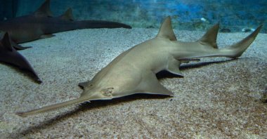 Florida&#039;s endangered sawfish prompt emergency rescue effort. (Shutterstock Photo)
