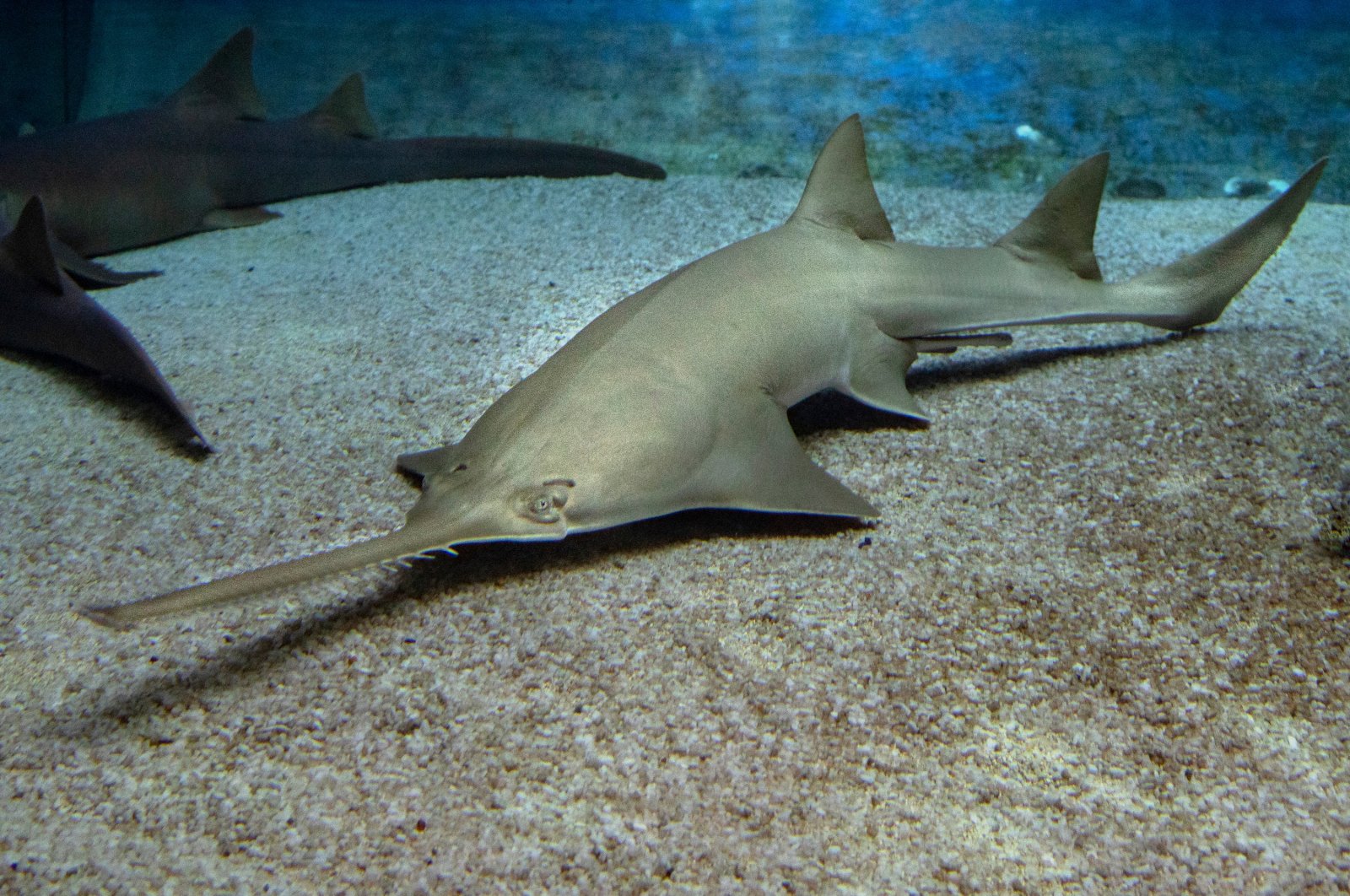 Florida&#039;s endangered sawfish prompt emergency rescue effort. (Shutterstock Photo)