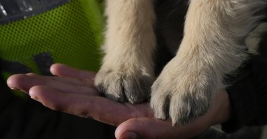 A police officer holds the paws of a dog in her palm during a march demanding no violence against animals, in La Paz, Bolivia, April 1, 2022. (AP Photo)