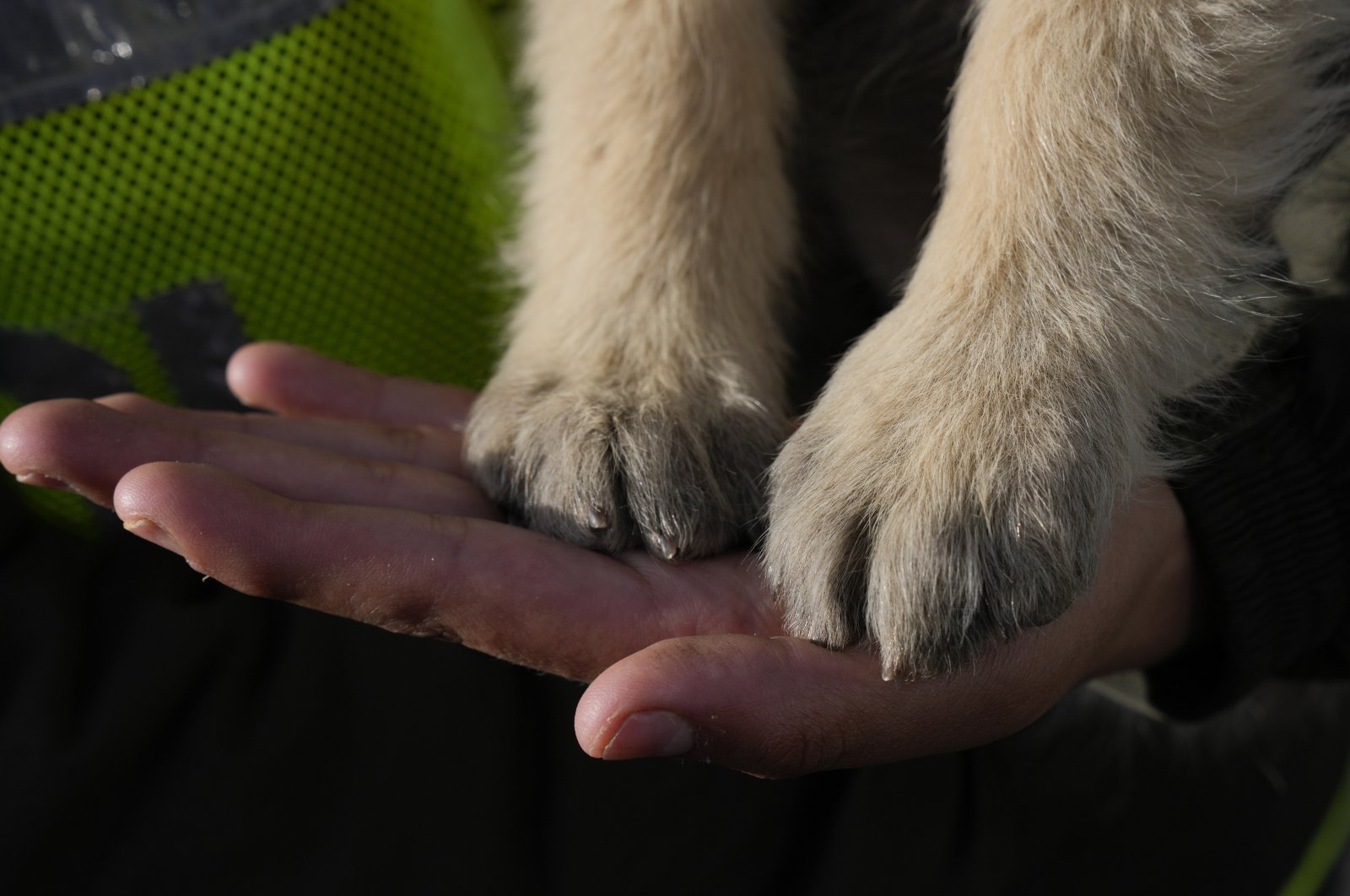 A police officer holds the paws of a dog in her palm during a march demanding no violence against animals, in La Paz, Bolivia, April 1, 2022. (AP Photo)