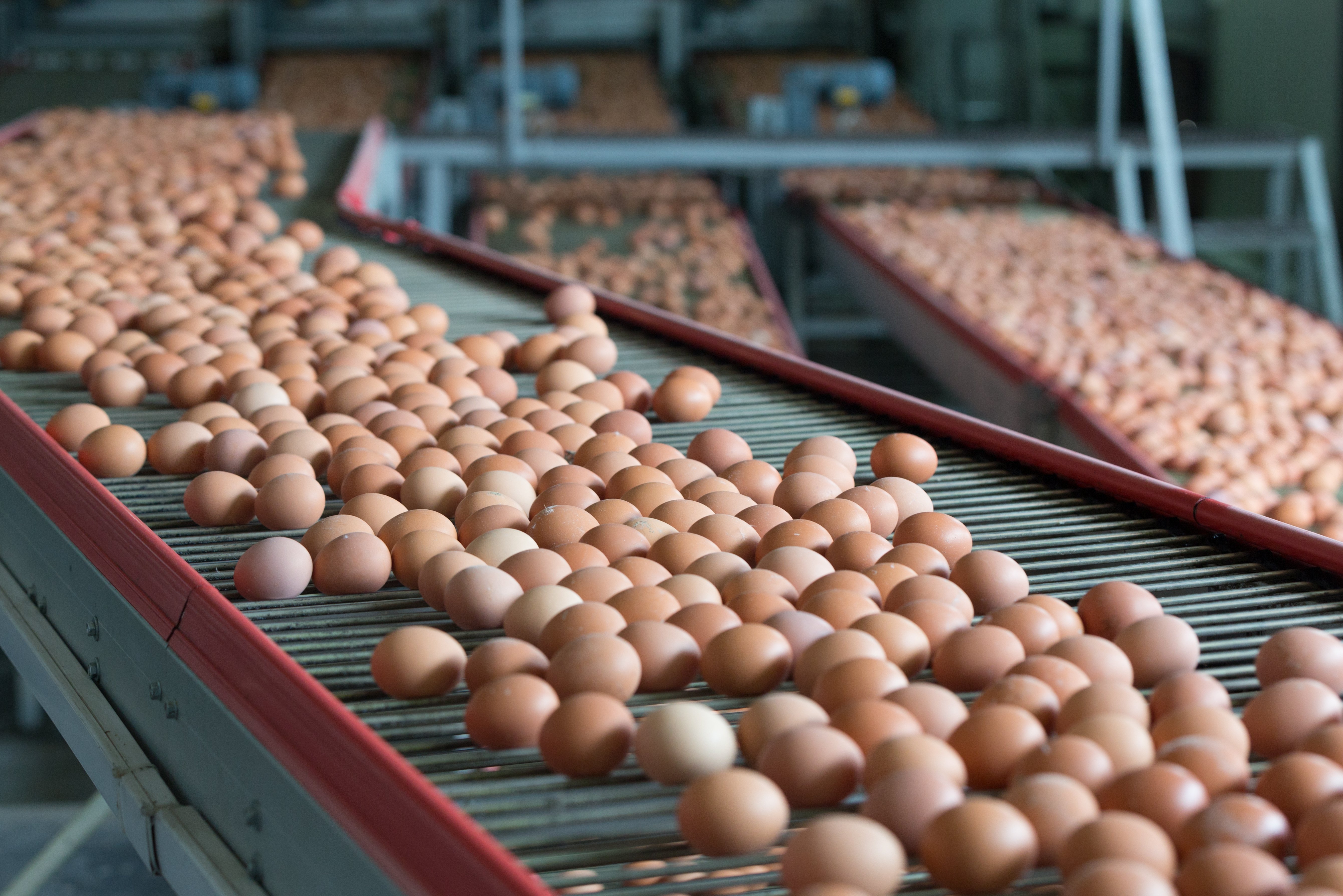 Egg production halts in Texas, Michigan amid bird flu outbreak | Daily