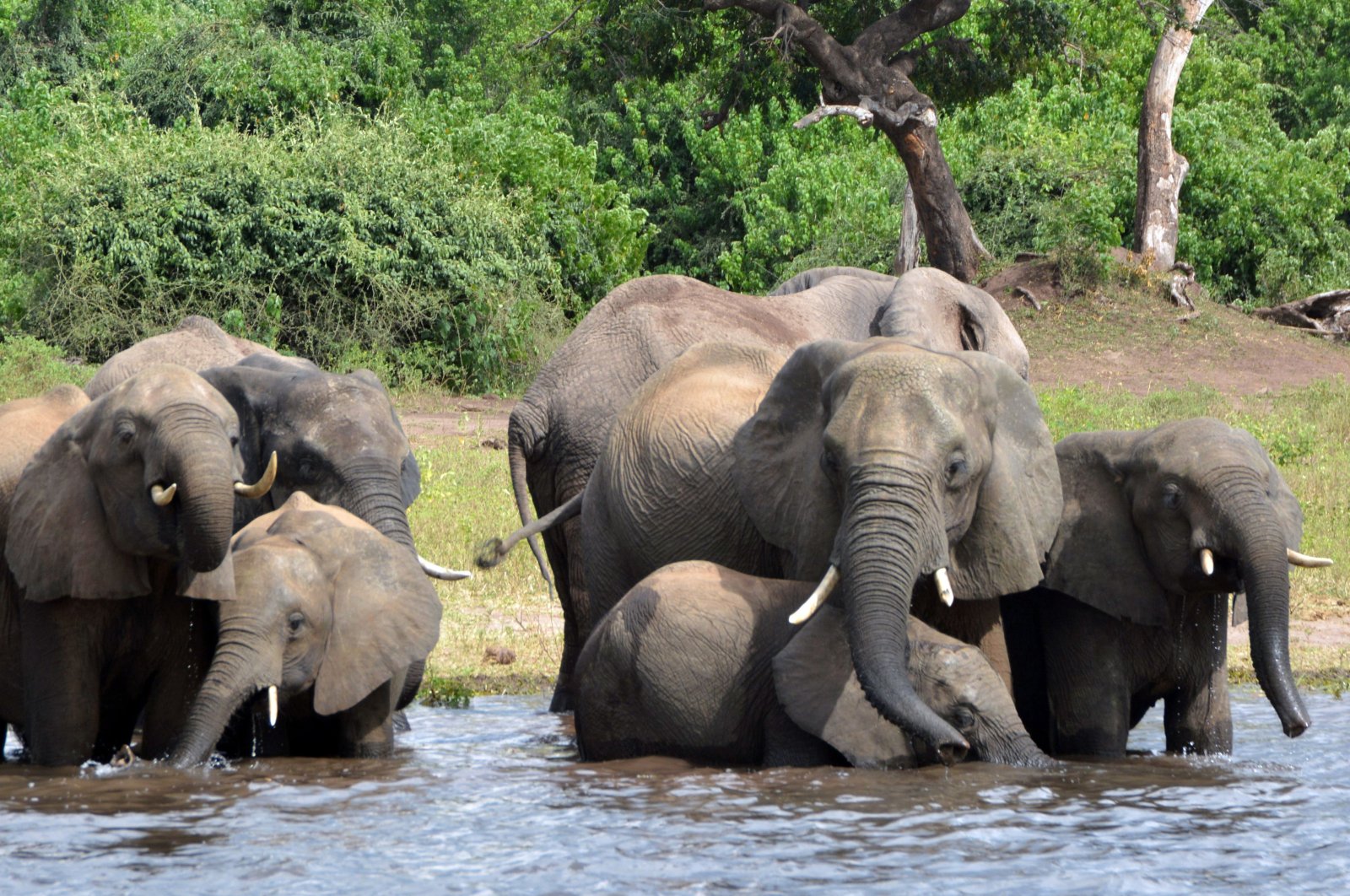 Elephants drink water in the Chobe National Park in Botswana, March 3, 2013. (AP Photo)