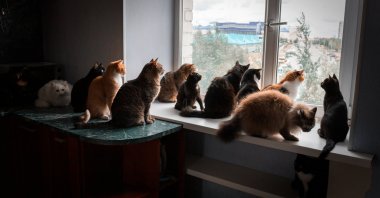 Police officers responding to a neighborhood dispute found nearly 170 dehydrated, malnourished animals in a couple's small apartment in Nice, France. (Shutterstock Photo)