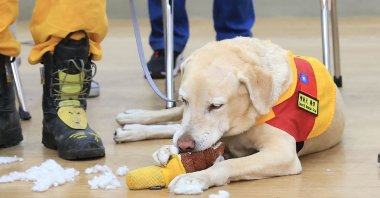 Roger, an eight-year-old labrador, plays before heading out for a search and rescue mission in Hualien, three days after the magnitude-7.4 earthquake hit the region, Taiwan, April 6, 2024. (AFP Photo)