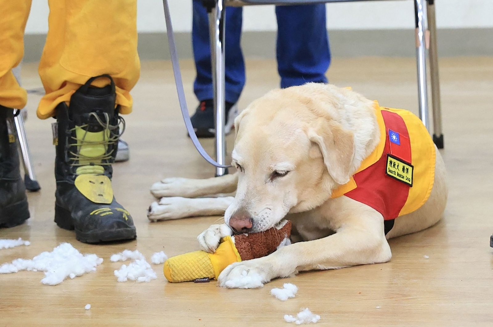 Roger, an eight-year-old labrador, plays before heading out for a search and rescue mission in Hualien, three days after the magnitude-7.4 earthquake hit the region, Taiwan, April 6, 2024. (AFP Photo)