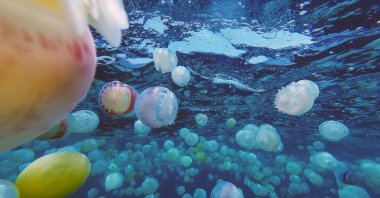 Cannonball jellyfish create a surreal scene in the turquoise waters off Chuao, Venezuela, April, 5, 2024. (AFP Photo)
