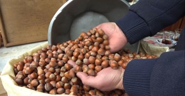 A person holds nuts, Giresun, northern Türkiye, March 27, 2024. (IHA Photo)