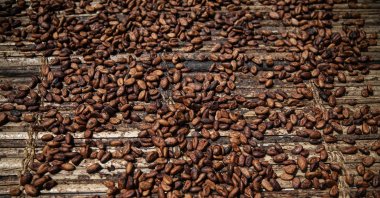 Cocoa beans dry in Divo, Ivory Coast, Nov. 19, 2023. (AP File Photo)