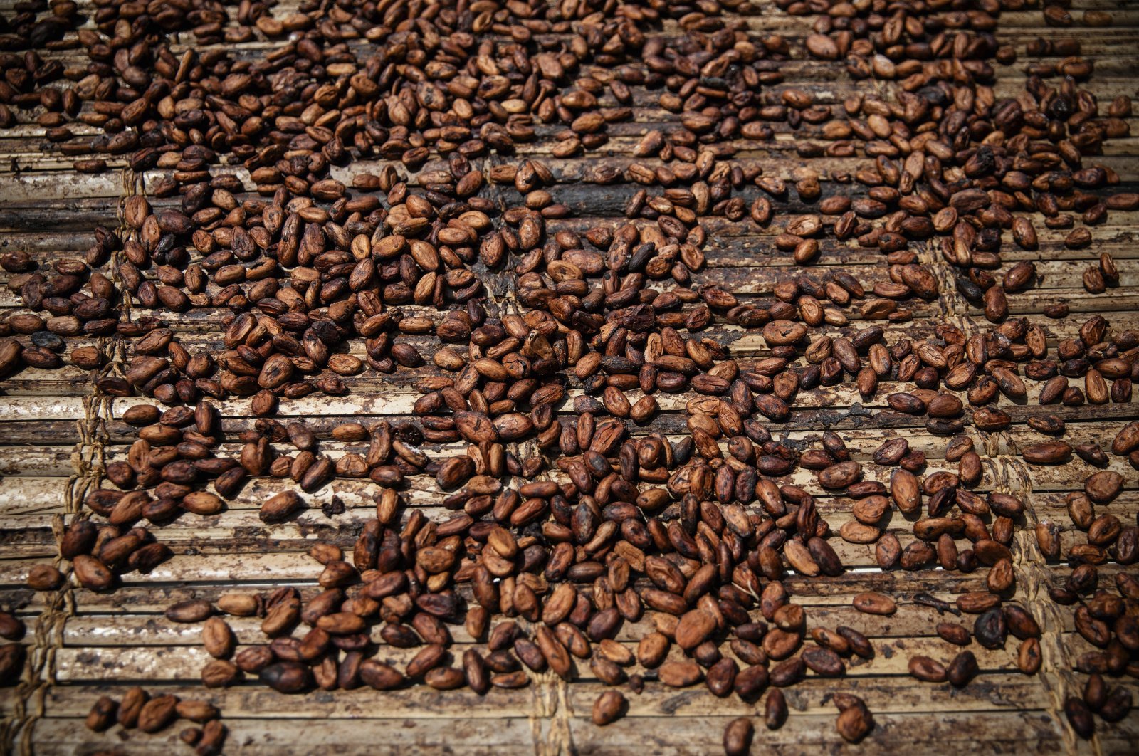Cocoa beans dry in Divo, Ivory Coast, Nov. 19, 2023. (AP File Photo)