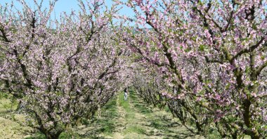 Fruit trees bloom in different shades of white and pink, like the Sakura trees in the Lapseki district of Çanakkale province, Türkiye, April 16, 2024. (AA Photo)