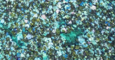 Bleached and dead coral near Lizard Island on the Great Barrier Reef, Australia, April 5, 2024. (AFP Photo)