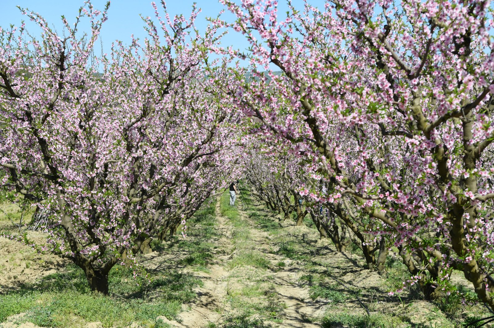 Fruit orchards in Türkiye’s Lapseki herald productive season