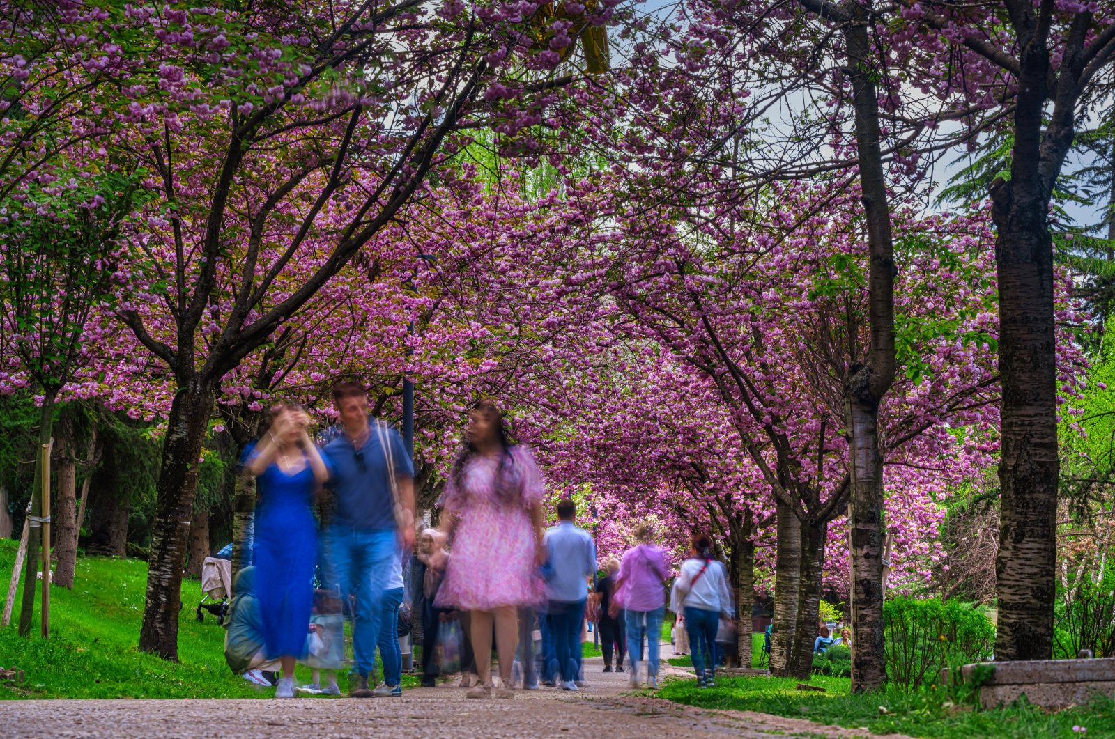 Time for cherry blossoms in Turkish capital Ankara