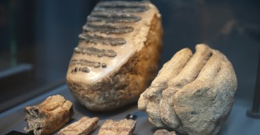 The 545 million-year-old sea lily fossil, including the southern mammoth fossil displayed at the Samsun Museum, Samsun, Türkiye, April 18, 2024. (IHA Photo)