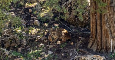The endangered Anatolian lynx is filmed in a forest in Antalya, southern Türkiye, April 22, 2024. (AA Photo)