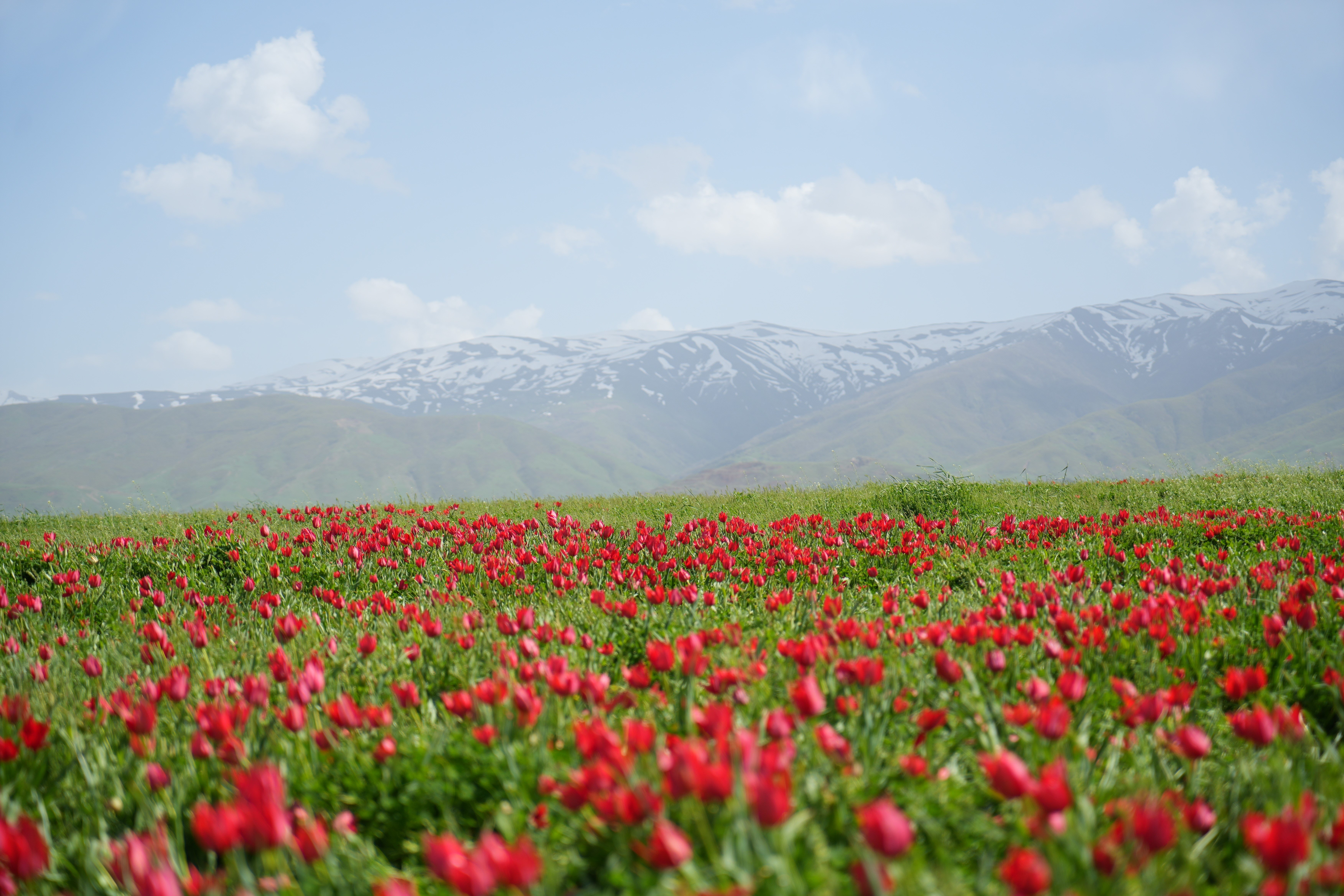 Creating beautiful landscapes along with snowy mountains, the tulips have attracted a rush of visitors, Muş, Türkiye. April, 22, 2024. (IHA Photo) 