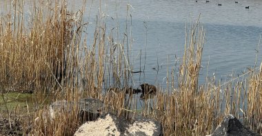 A nutria (Myocastor coypus) swims near the slopes of Mount Ağrı, eastern Türkiye, April 22, 2024. (IHA Photo)