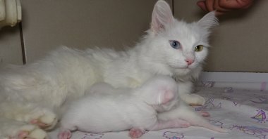 The cat named &quot;Mia,&quot; who won the &quot;Van Cat Beauty Contest&quot; held in 2022 and has previously given birth twice, has also given birth to two beautiful kittens this year, Van, Türkiye, April 17, 2023. (IHA Photo)