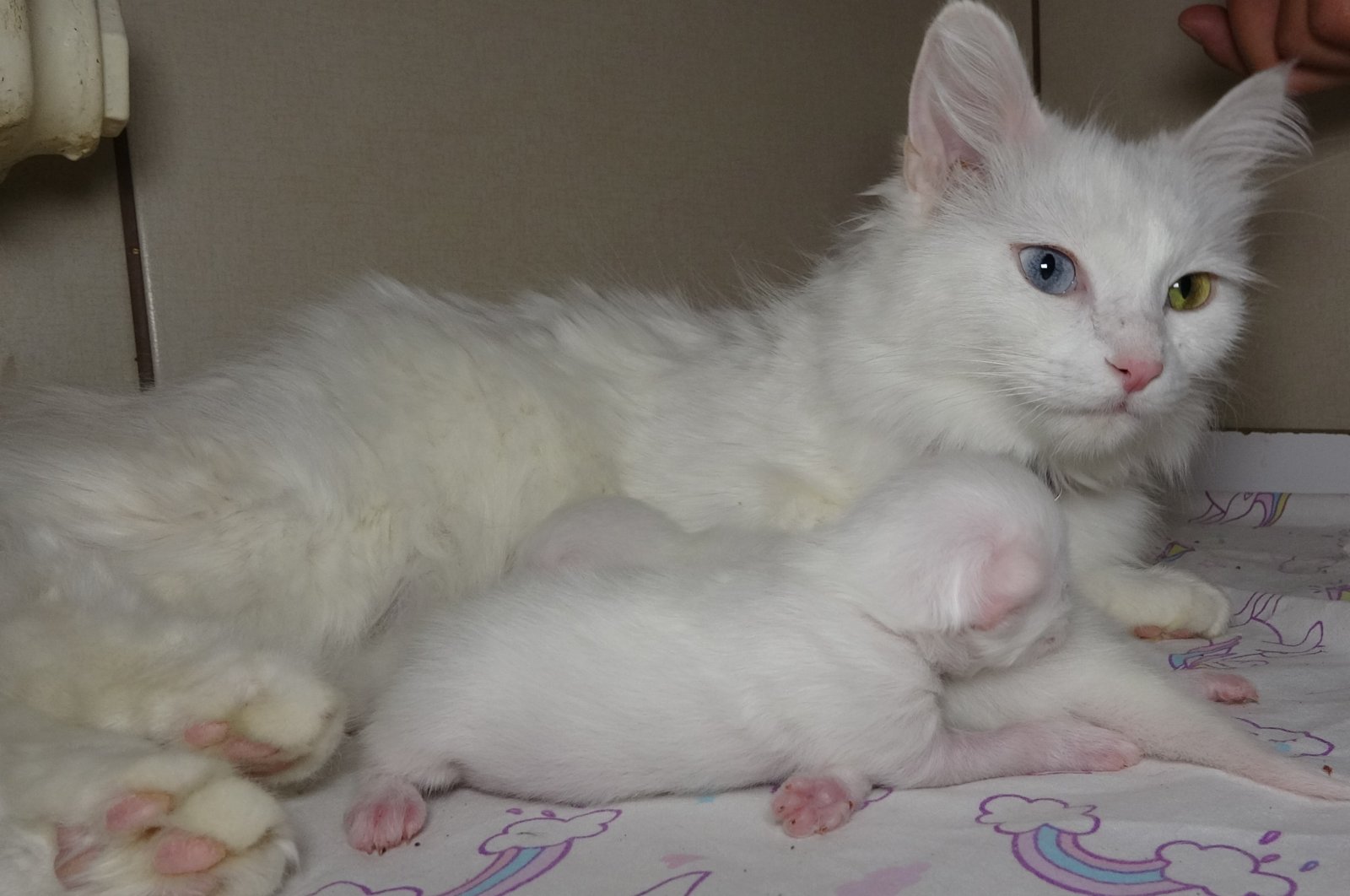 The cat named &quot;Mia,&quot; who won the &quot;Van Cat Beauty Contest&quot; held in 2022 and has previously given birth twice, has also given birth to two beautiful kittens this year, Van, Türkiye, April 17, 2023. (IHA Photo)