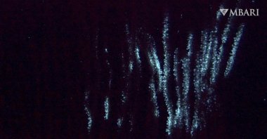 This image from a video provided by the Monterey Bay Aquarium Research Institute in April 2024 shows bioluminescence in the shaggy bamboo coral Isidella tentaculum filmed in the ocean by a remotely operated vehicle. (AP Photo)
