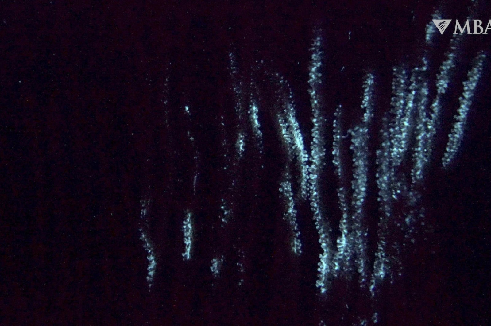 This image from a video provided by the Monterey Bay Aquarium Research Institute in April 2024 shows bioluminescence in the shaggy bamboo coral Isidella tentaculum filmed in the ocean by a remotely operated vehicle. (AP Photo)