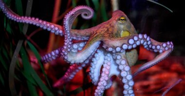 If there is a realistic possibility that an animal has consciousness – for example, that octopuses can suffer – then this possibility should be taken into account, say the signatories of a new scientific declaration. (dpa Photo)