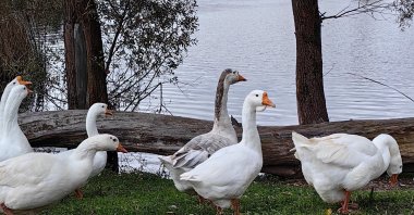 Ducks and geese forage near a pond at Gölya Nature Park in Arifiye, Sakarya, northwestern Türkiye. (Shutterstock Photo)
