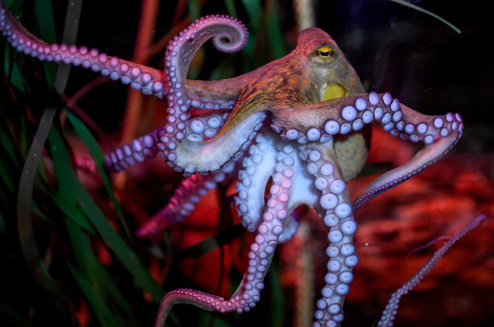 If there is a realistic possibility that an animal has consciousness – for example, that octopuses can suffer – then this possibility should be taken into account, say the signatories of a new scientific declaration. (dpa Photo)