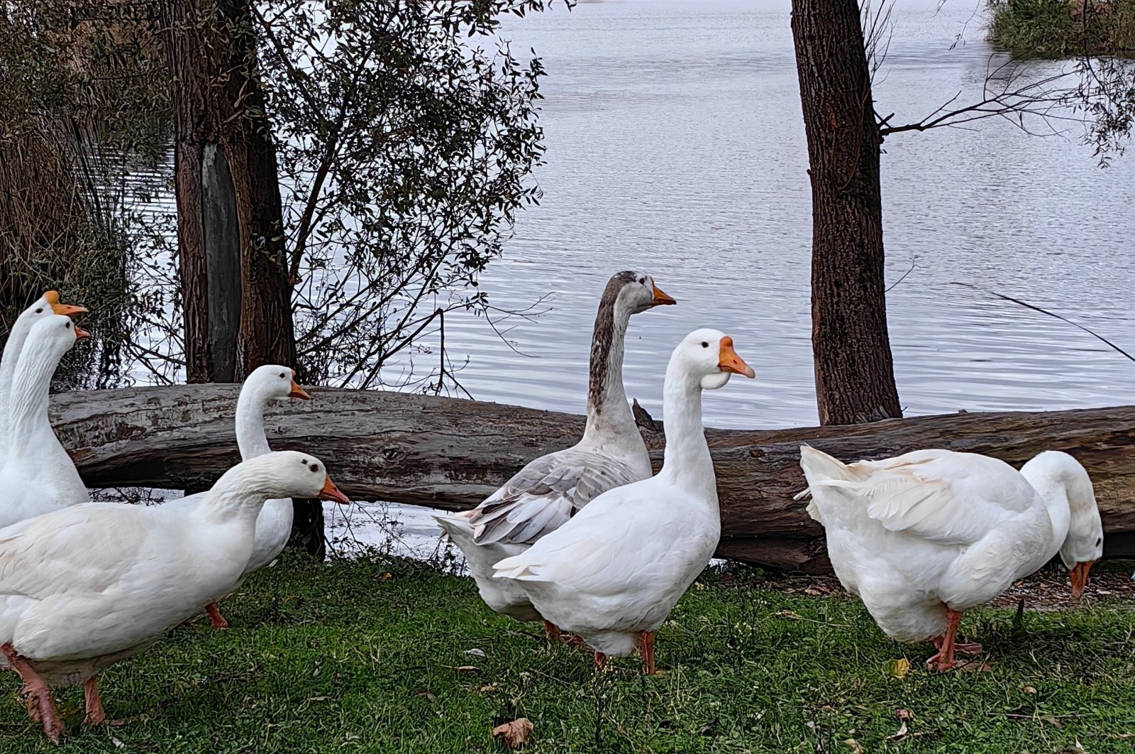 Ducks and geese forage near a pond at Gölya Nature Park in Arifiye, Sakarya, northwestern Türkiye. (Shutterstock Photo)