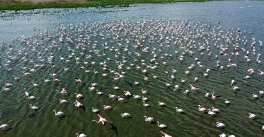 Flamingos take a break at Lake Eber in the Bolvadin district of Afyonkarahisar city, western Türkiye, April 29, 2024. (IHA Photo)