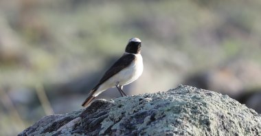 Karasu Wetland, formed by the glacial waters of Mount Ağrı, was revitalized with the stopover of birds coming from Africa, April 29, 2024. (AA Photos)