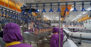 Workers are seen in a poultry production facility in northwestern Bursa province, Türkiye, April 30, 2024. (IHA Photo)
