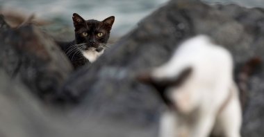 Stray cats wander in the historic district of Old San Juan fortress, Puerto Rico, April 3, 2024. (AFP Photo)
