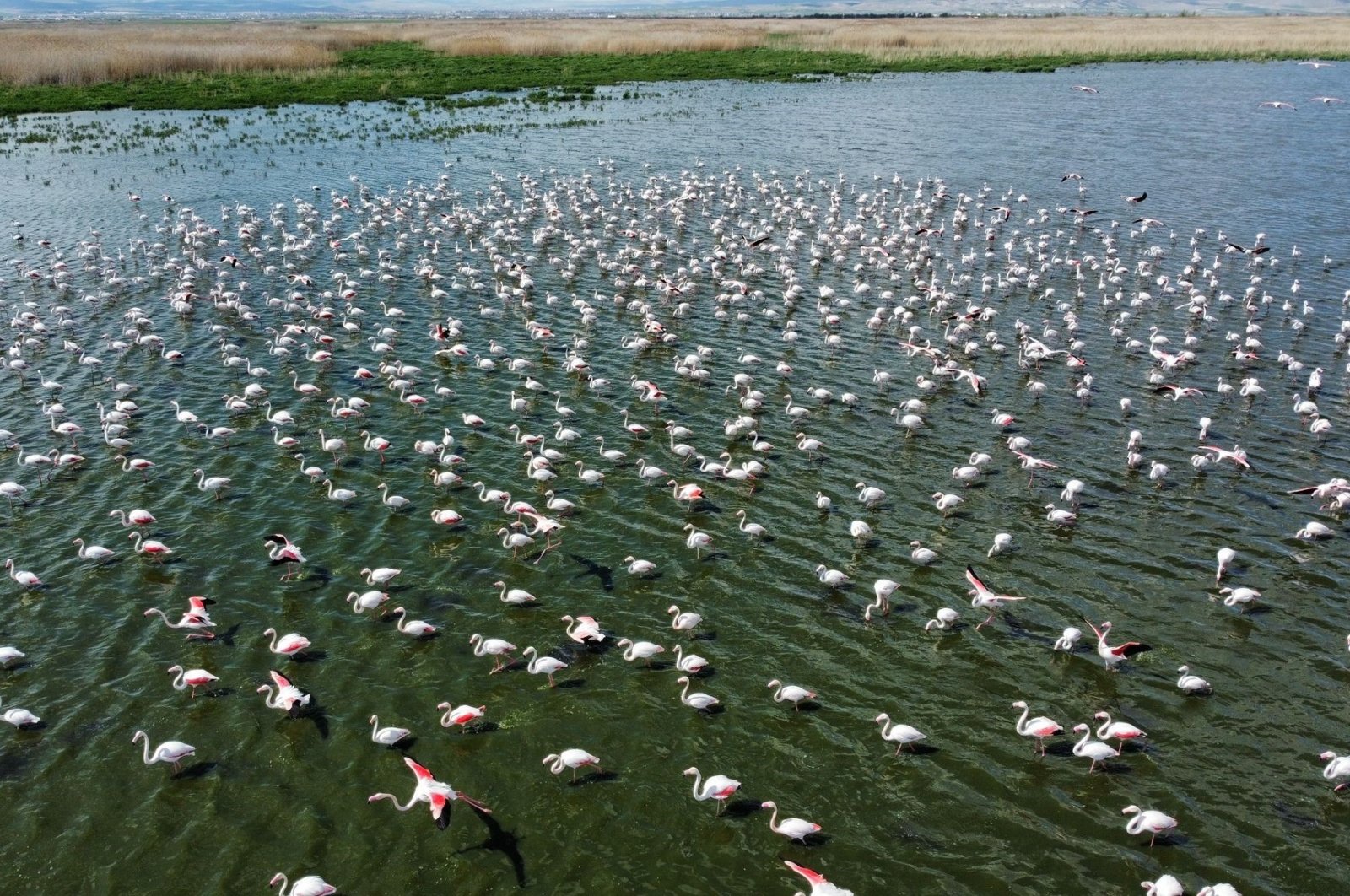 Flamingos take a break at Lake Eber in the Bolvadin district of Afyonkarahisar city, western Türkiye, April 29, 2024. (IHA Photo)