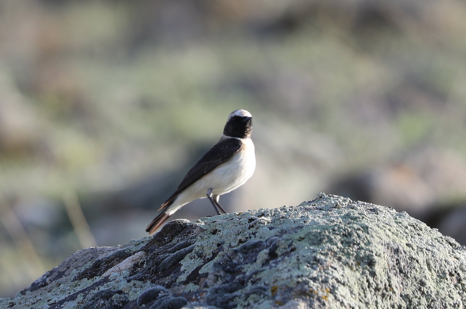 African birds arrive at Mount Ağrı’s wetlands, bringing them to life