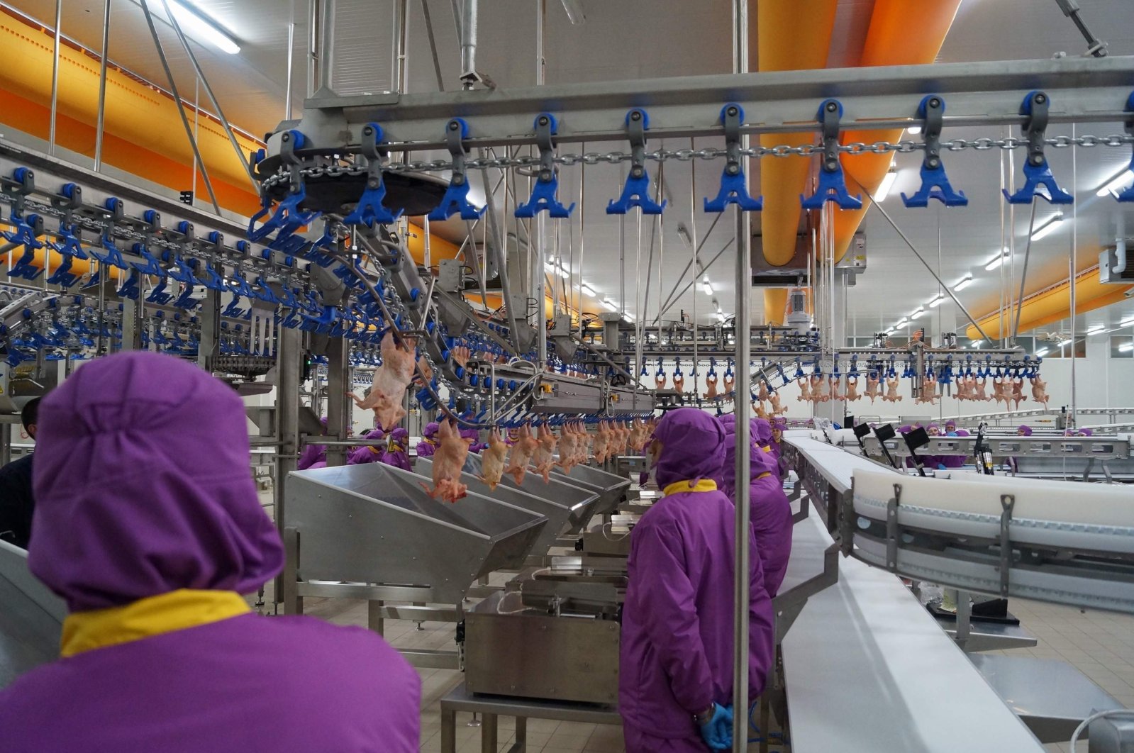 Workers are seen in a poultry production facility in northwestern Bursa province, Türkiye, April 30, 2024. (IHA Photo)