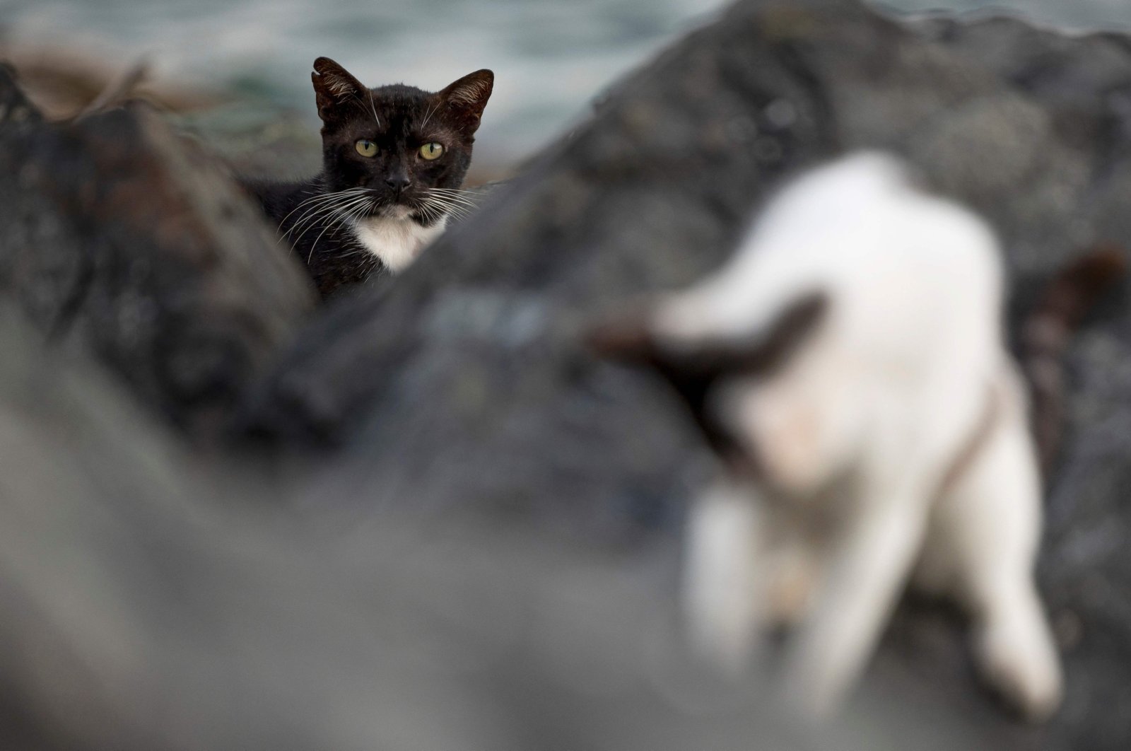 Stray cats wander in the historic district of Old San Juan fortress, Puerto Rico, April 3, 2024. (AFP Photo)