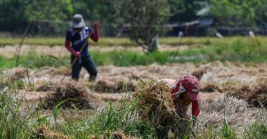 Farmers work in a rice field in Bulacan, Philippines, April 24, 2024. (AFP Photo)