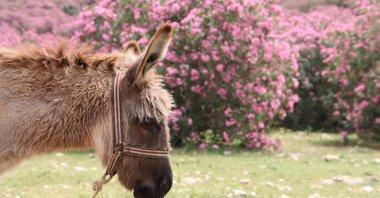 Oleander flowers, which start to bloom in April and May in the Kozan district of Adana, create a visual feast in the mountains, western Türkiye, May 2, 2024. (IHA Photos)