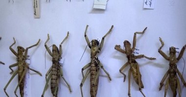 The Natural History Museum, which is considered Türkiye&#039;s first natural history museum, exhibits approximately 5,000 specimens of living and mineral species from Kemaliye, Erzincan, Türkiye, May 2, 2024. (IHA Photo)