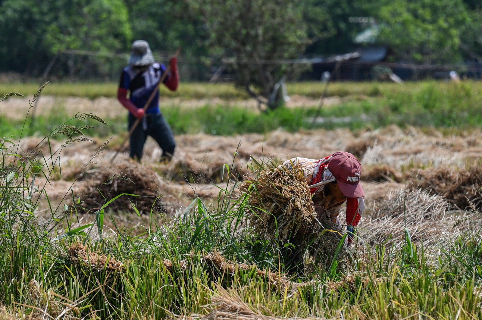 Farmers work in a rice field in Bulacan, Philippines, April 24, 2024. (AFP Photo)