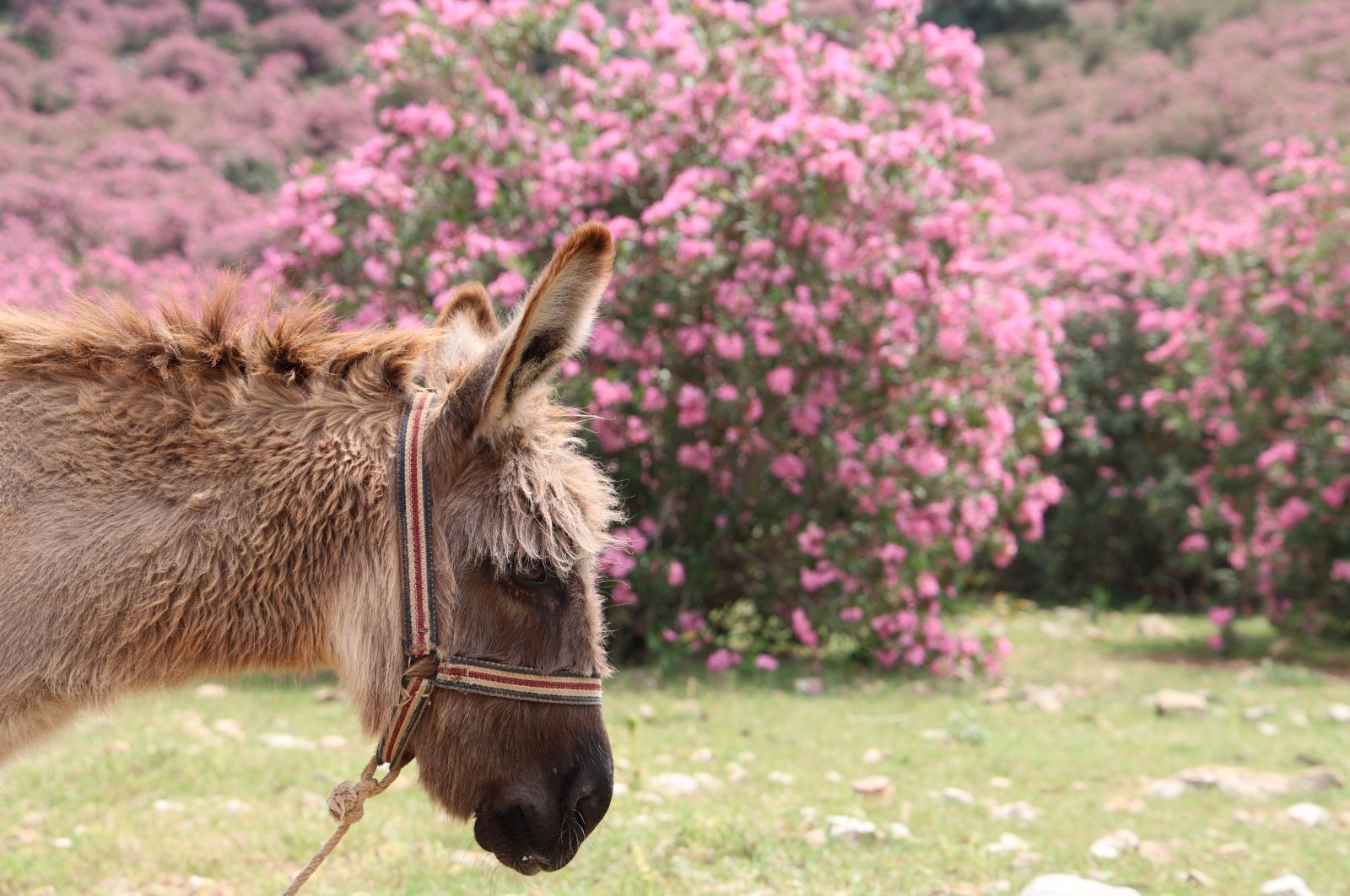 Oleander flowers, which start to bloom in April and May in the Kozan district of Adana, create a visual feast in the mountains, western Türkiye, May 2, 2024. (IHA Photos)