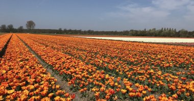 The Amsterdam landscape adorned with tulips, Amsterdam, the Netherlands, April 20, 2024. (Photo by Ilker Topdemir)