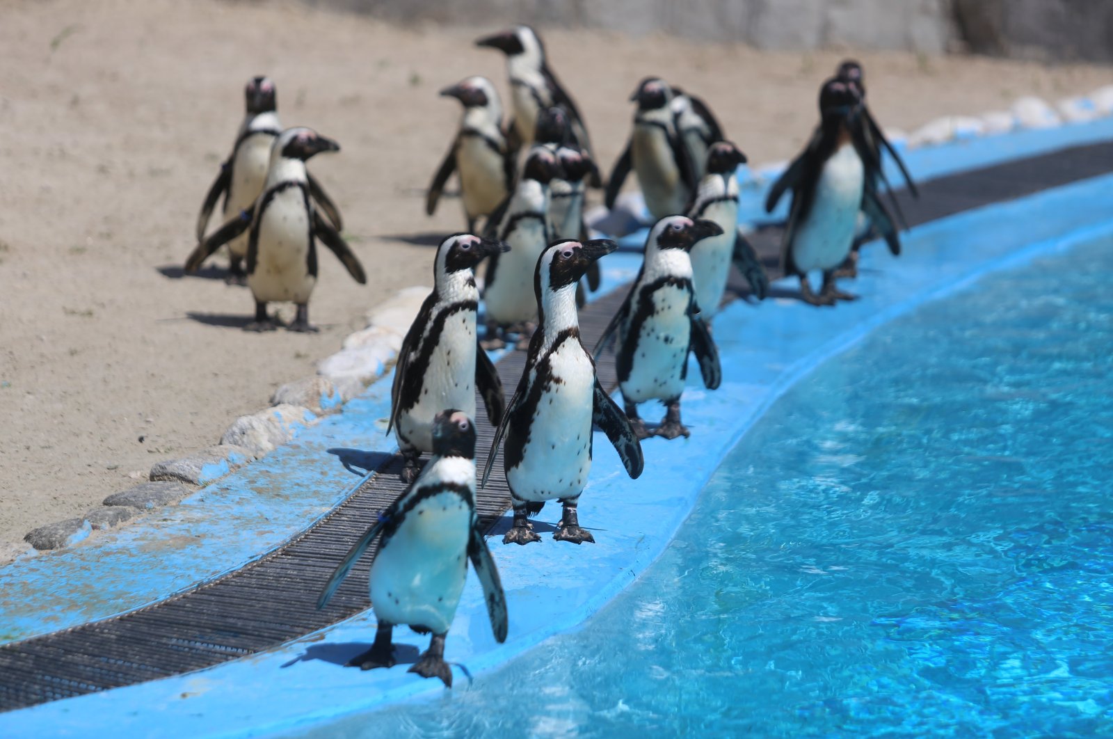 With the birth of three new chicks, the penguin population in the zoo has risen to 23, Bursa, Türkiye. April, 5, 2025. (IHA Photo) 

